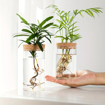 Glass Hydroponic Plant Propagation Vase for Desktop Decor