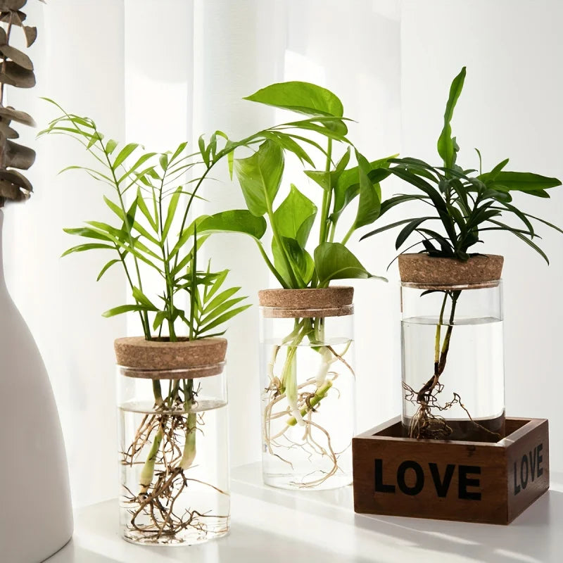 Glass Hydroponic Plant Propagation Vase for Desktop Decor